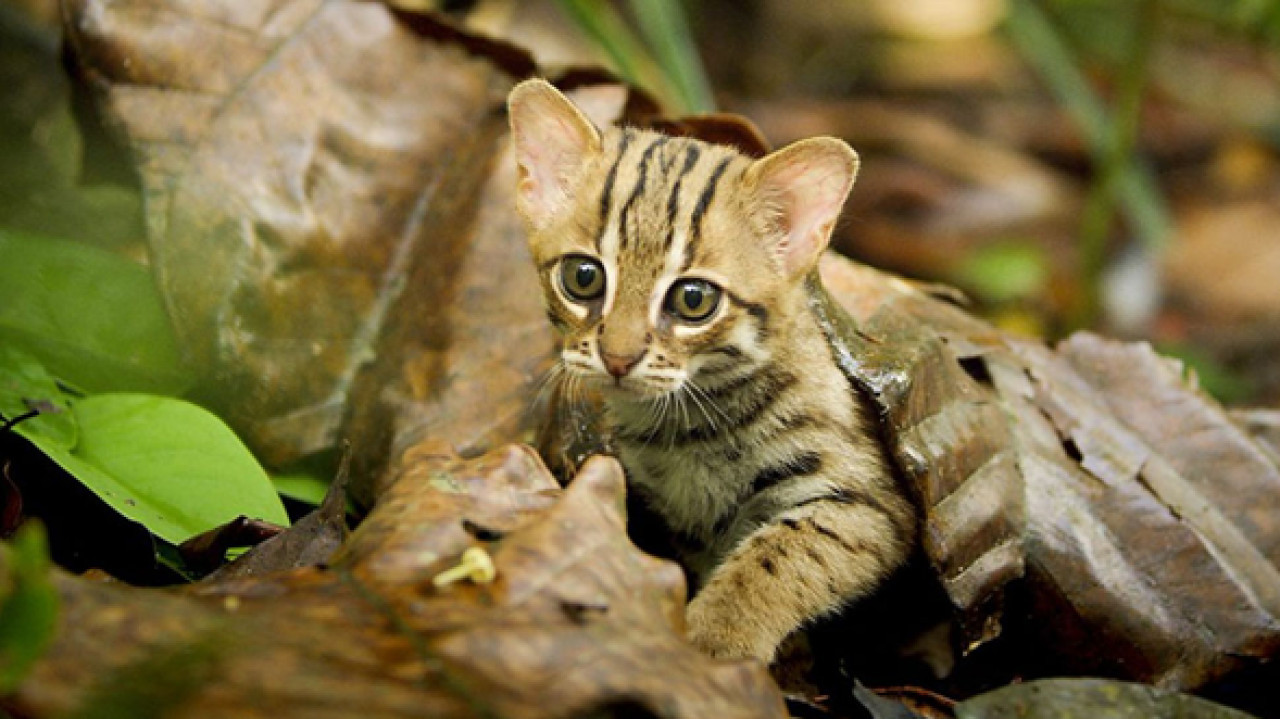 Gato herrumbroso. Foto: X