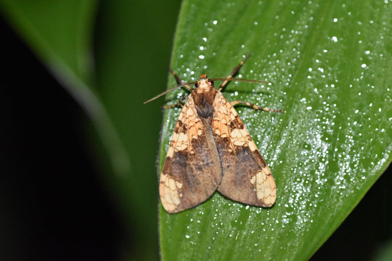 Descubren una nueva especie de mariposa en Machu Picchu. Foto: EFE