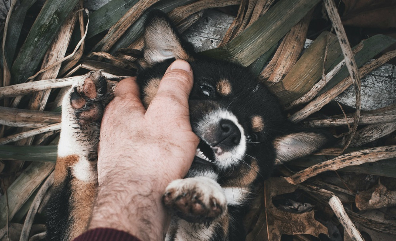 Perros, mascotas. Foto: Unsplash.