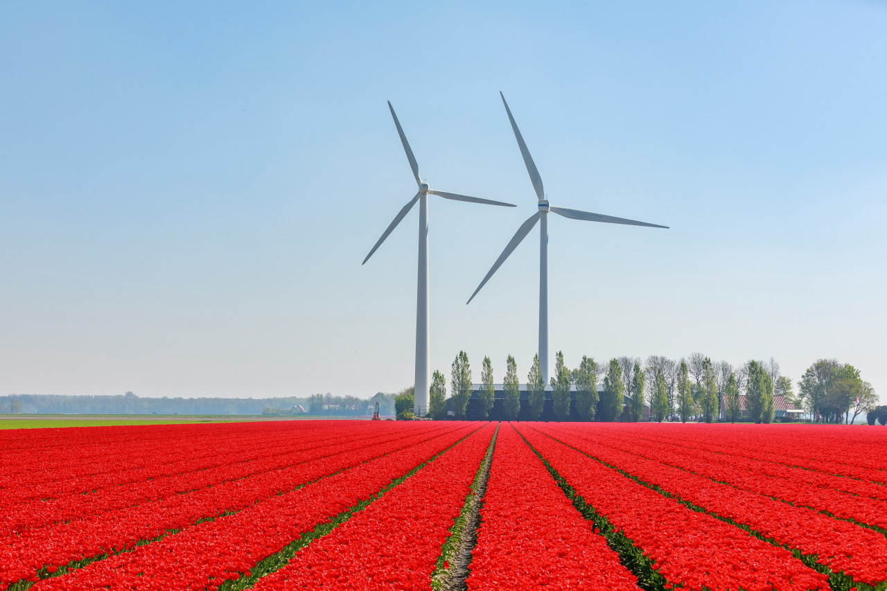 Tulipanes. Foto: Unsplash