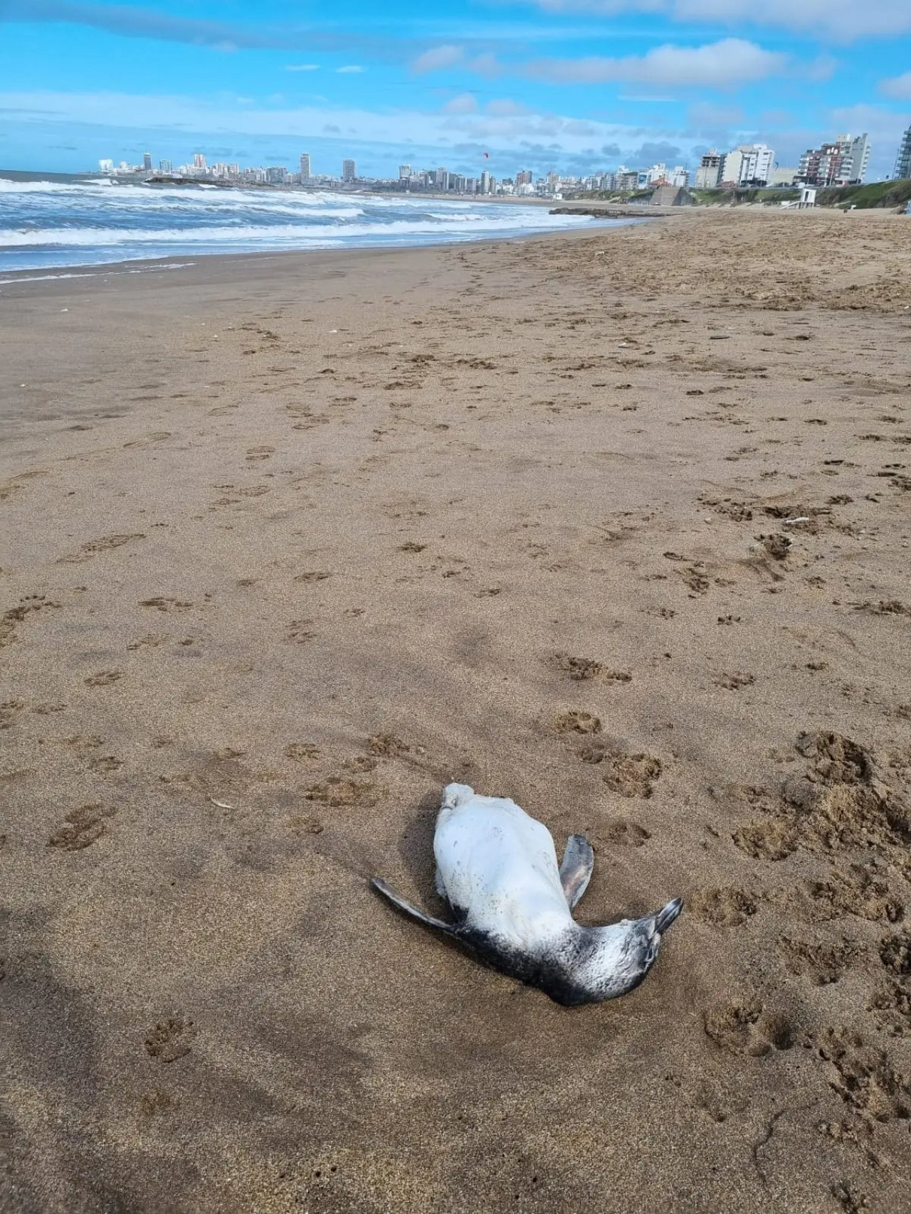 Pingüinos en Mar del Plata. Foto: X