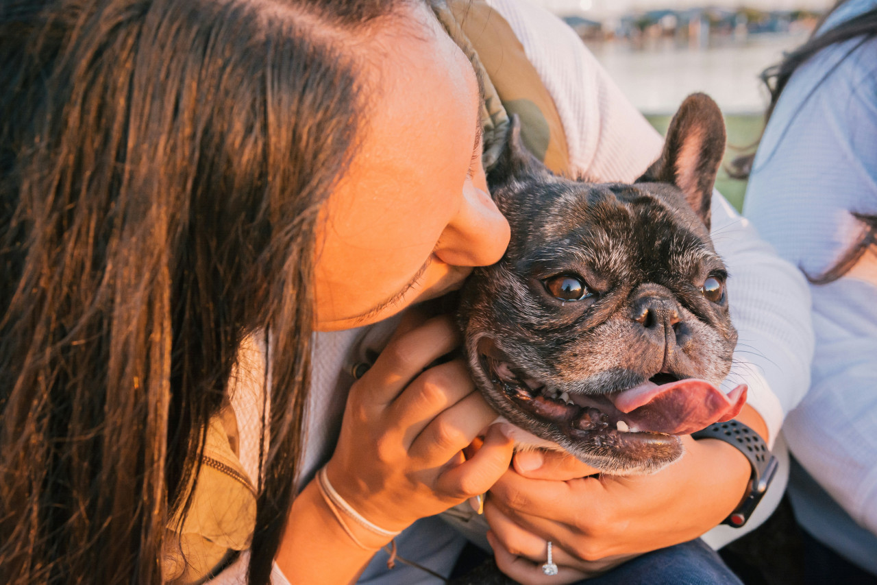 Perros. Foto: Unsplash