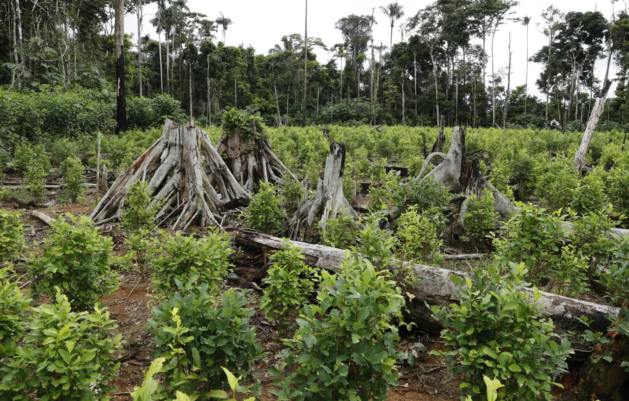 Amazonia. Foto: EFE