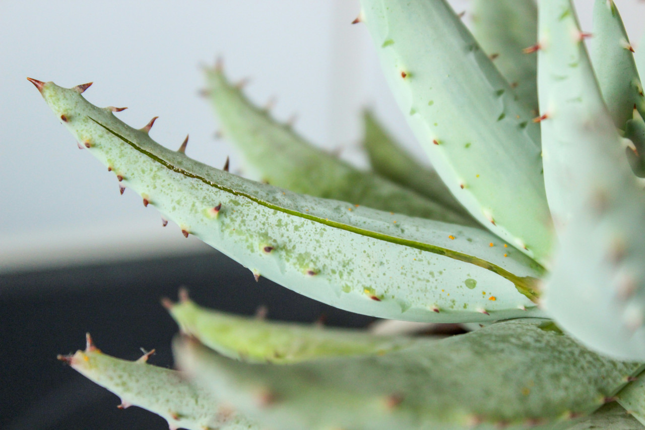 Aloe vera. Foto: Unsplash