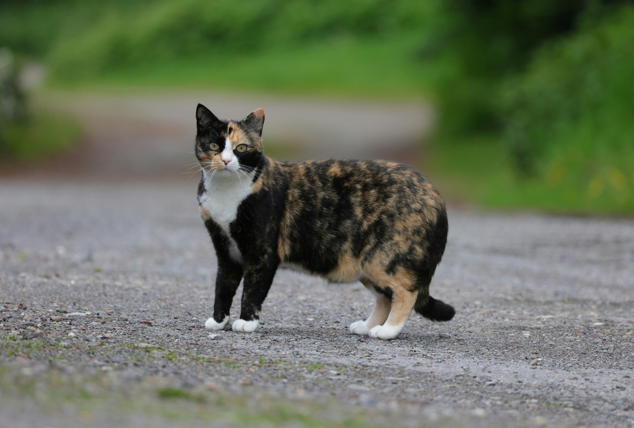 Gato tricolor. Foto: Unsplash