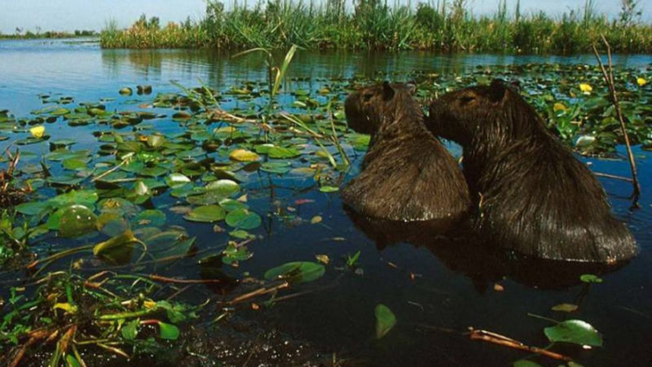 Los Esteros del Iberá. Foto: X