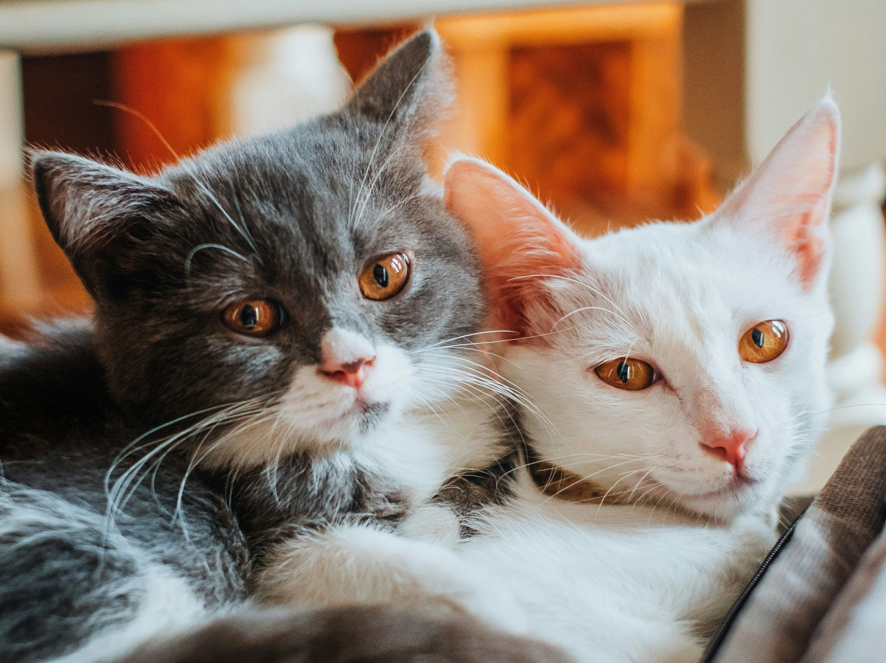 Gatos. Foto Unsplash.