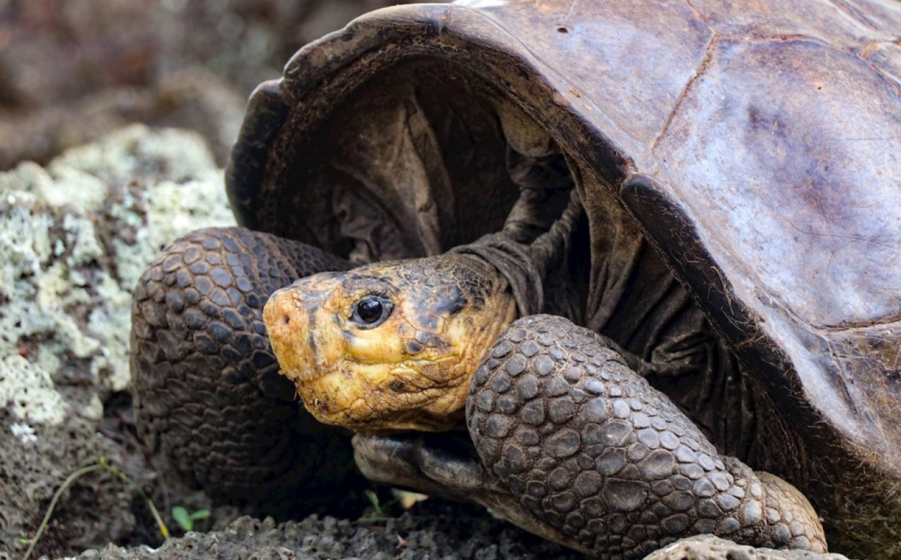 Tortuga gigante. Foto: X