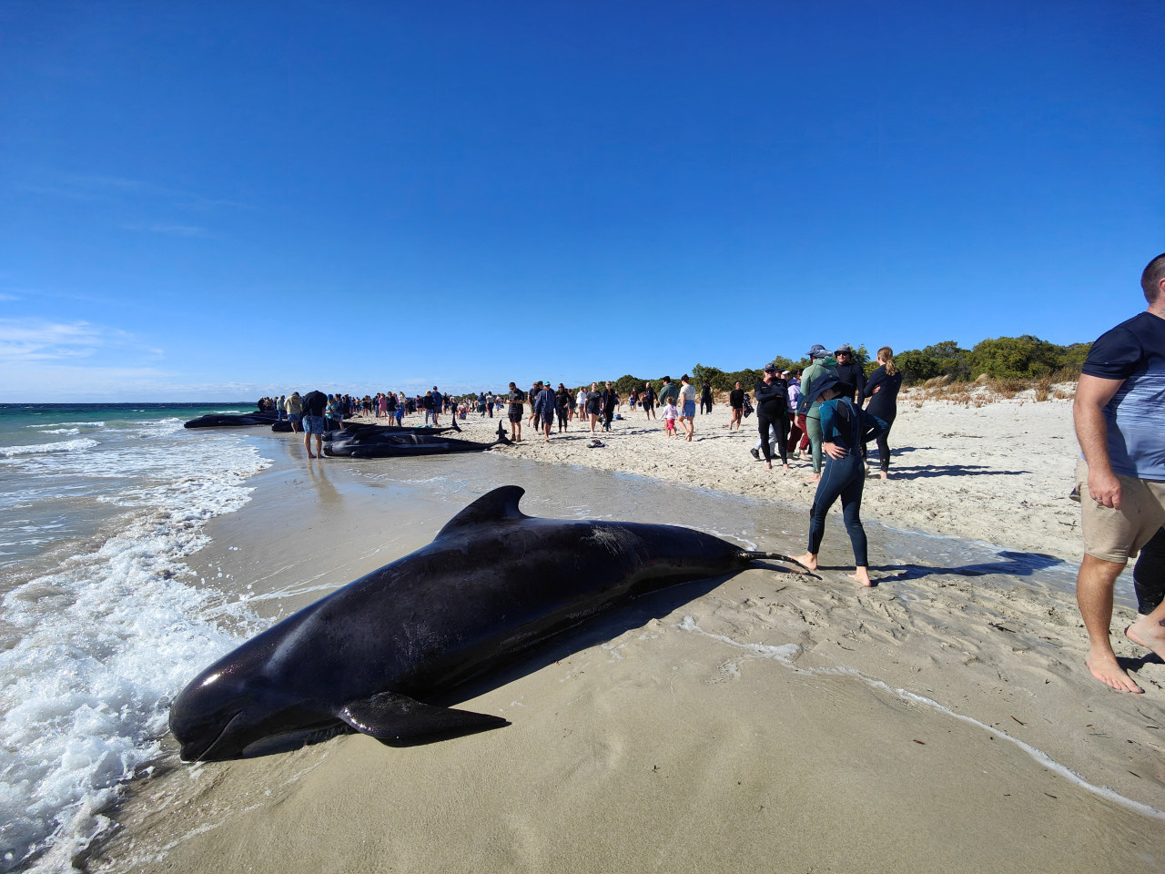 Ballenas en Australia. Foto: Reuters.