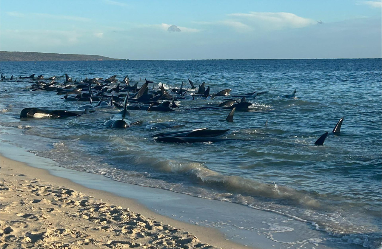 Ballenas en Australia. Foto: EFE.