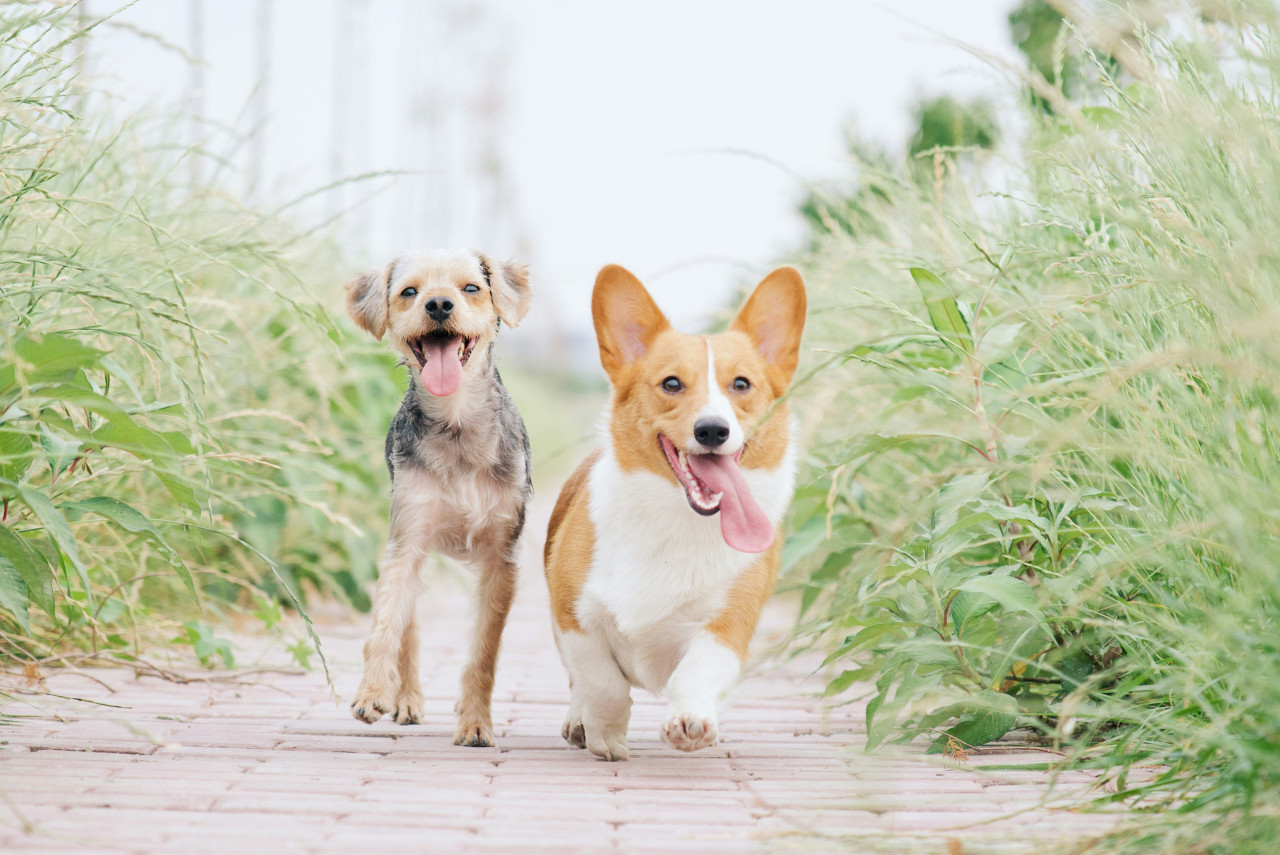 Perros. Foto: Unsplash.