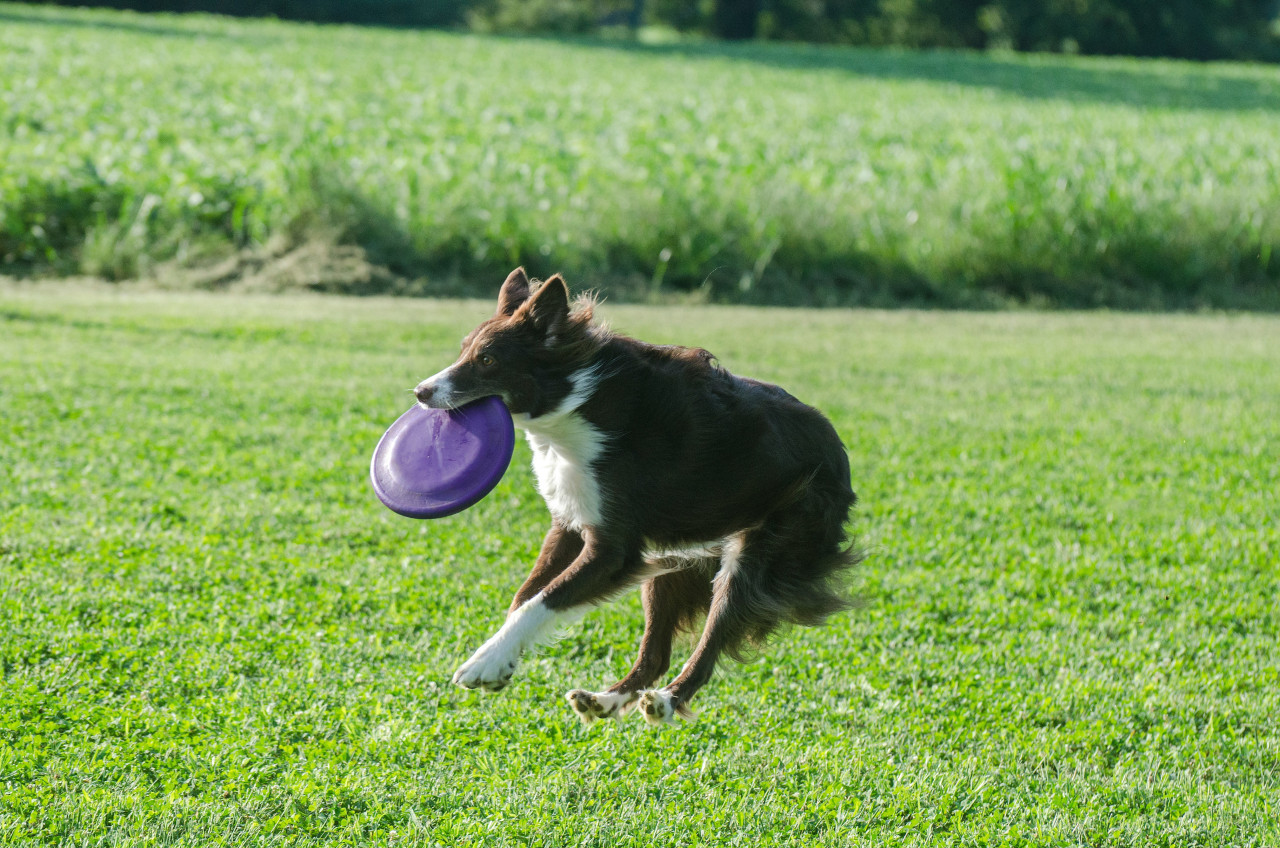 Perros. Foto: Unsplash.