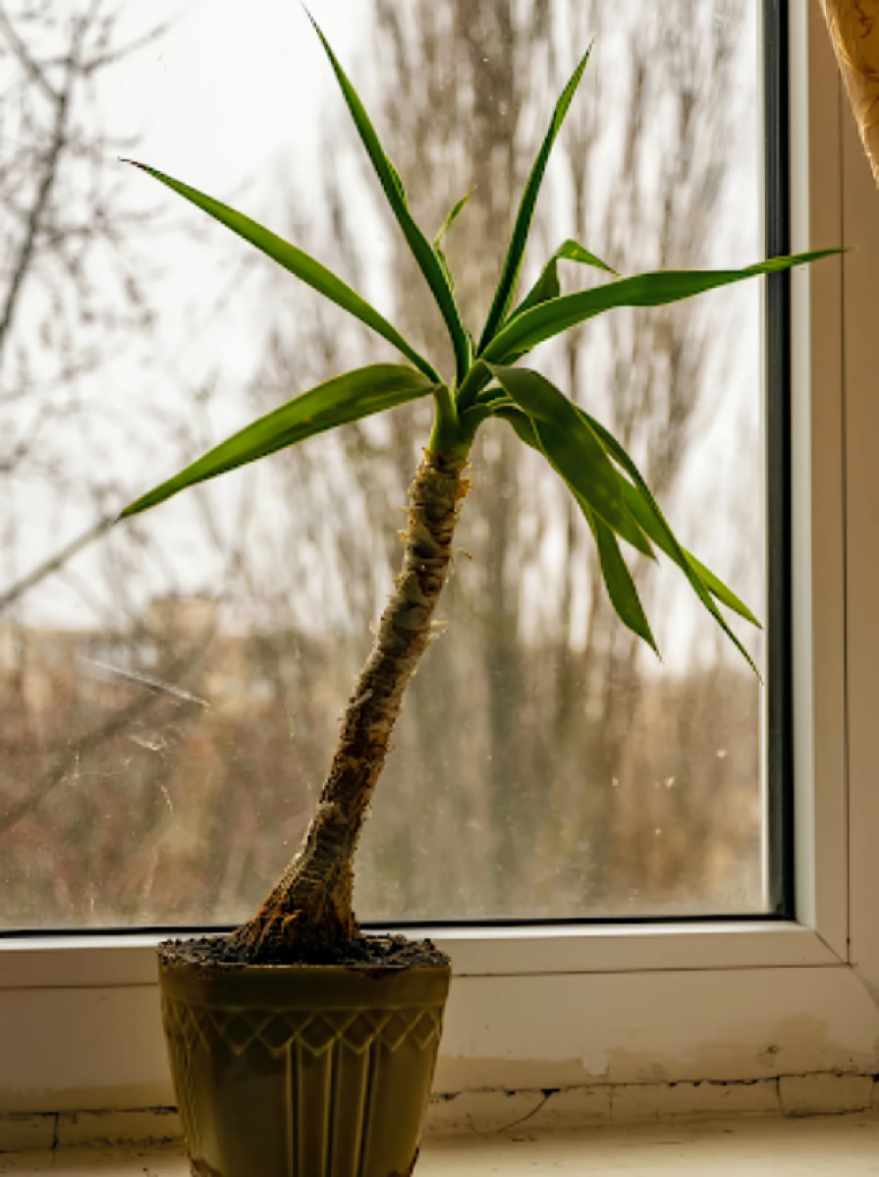 Árbol de la felicidad, Feng Shui. Foto: X.