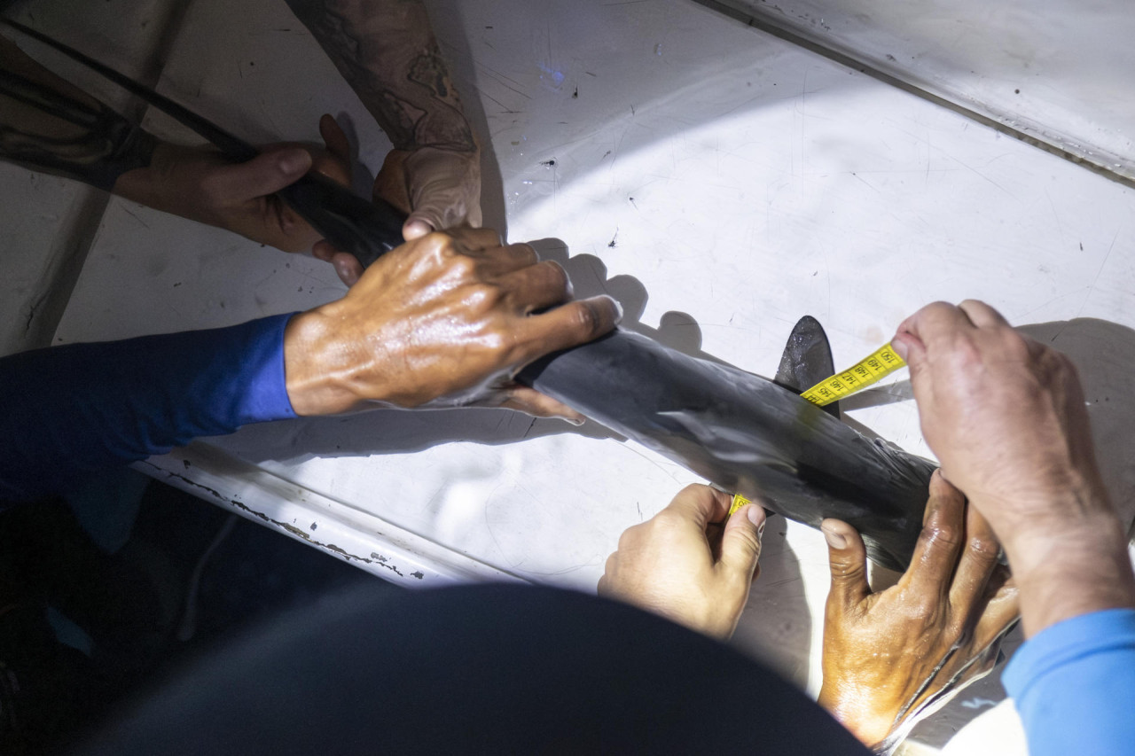 Posible "guardería" de tiburones martillo liso en las Galápagos. Foto: EFE