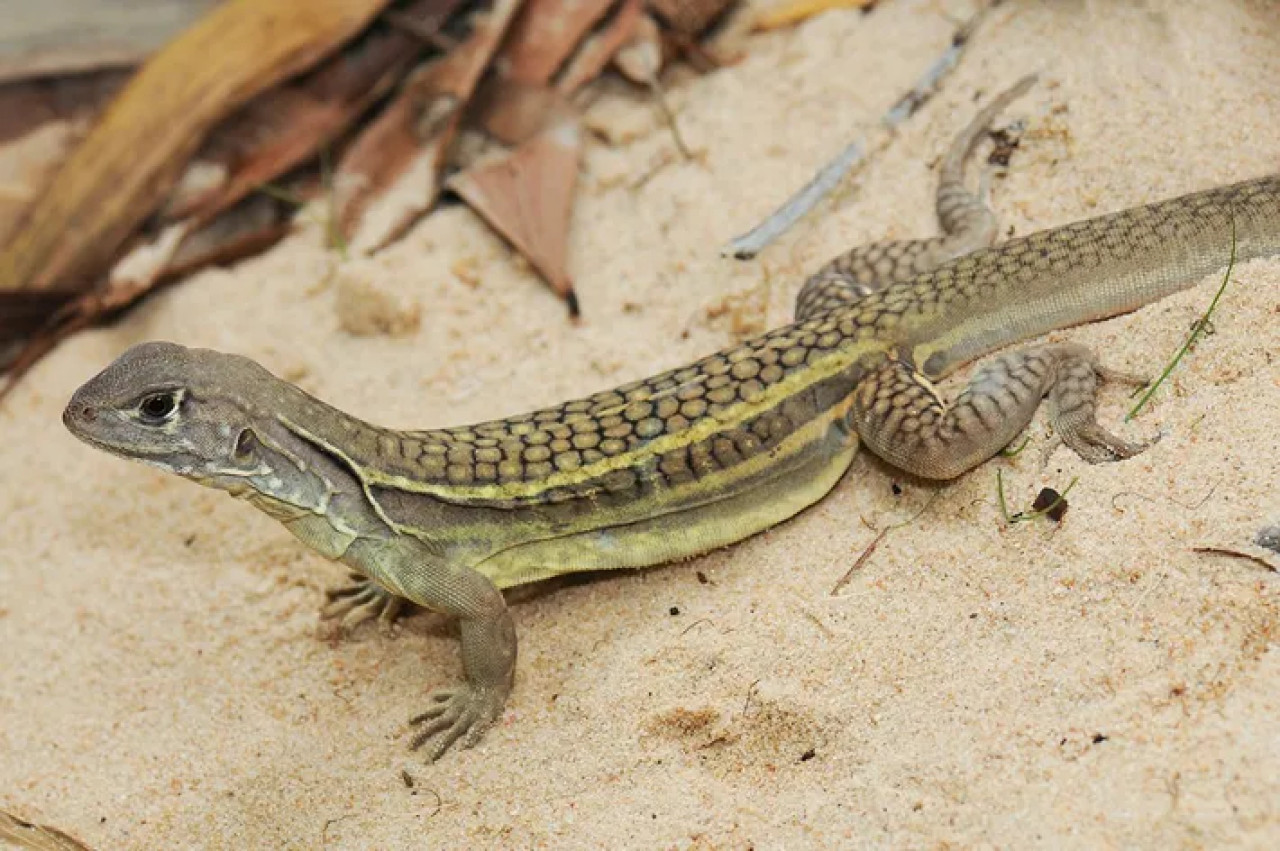 El lagarto de un solo sexo. Foto X.