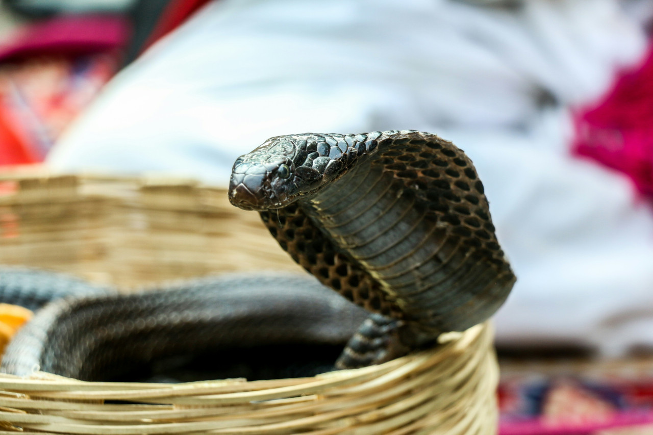 Serpiente. Foto: Unsplash