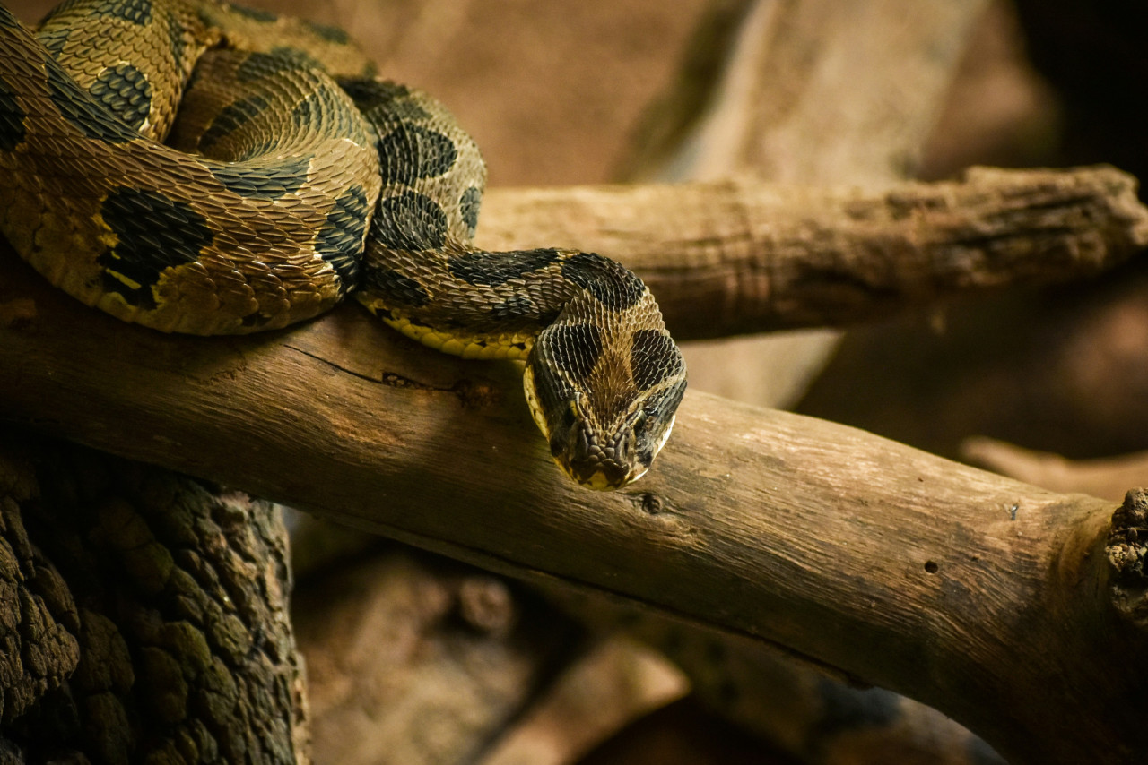 Serpiente. Foto: Unsplash