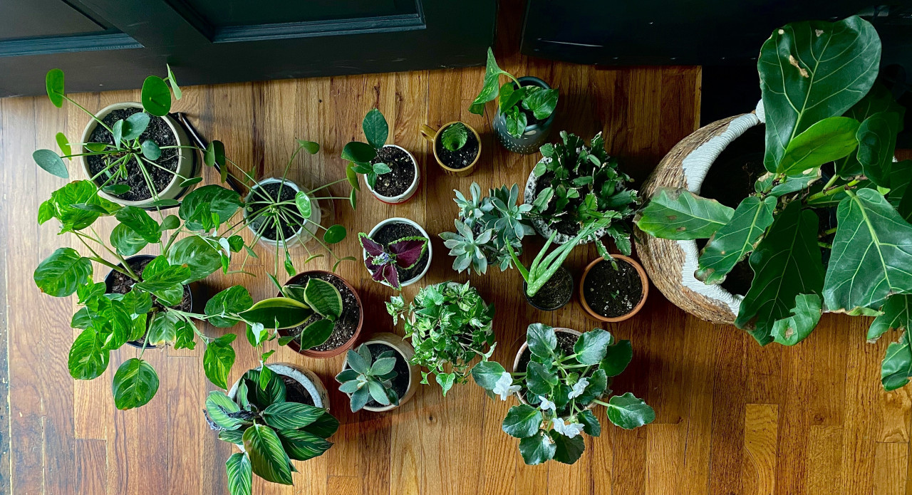 Plantas. Foto: Unsplash.