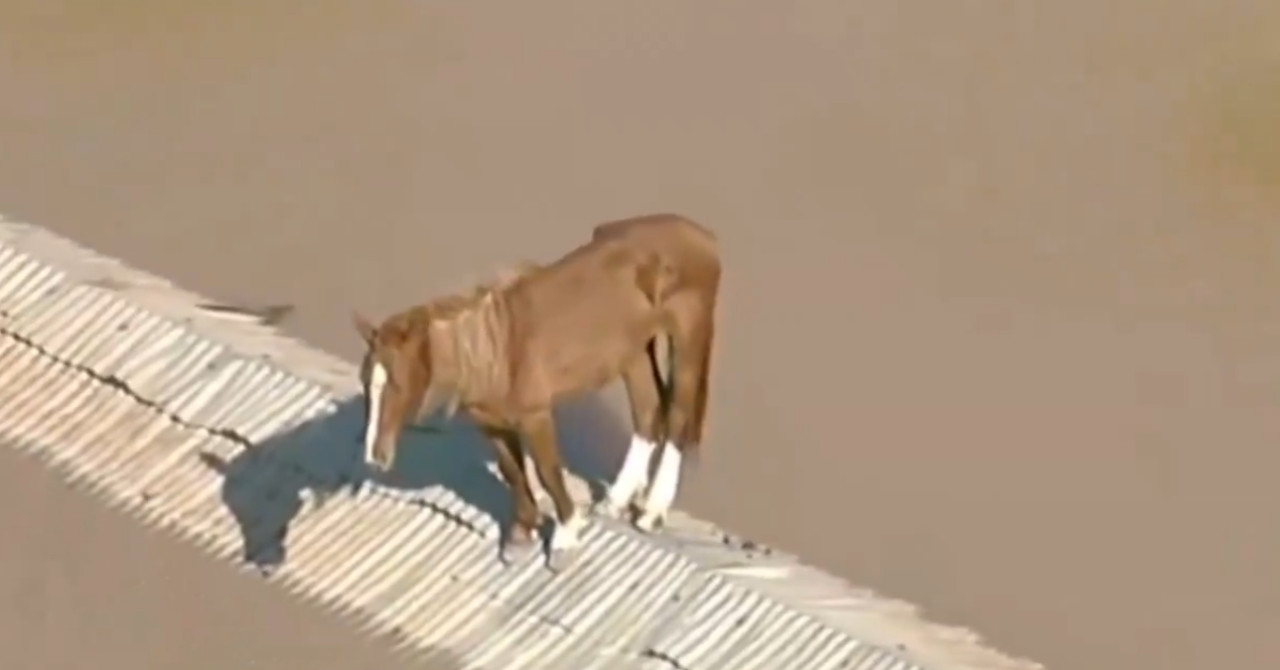 Desgarradora imagen que dejan las inundaciones de Brasil. Foto: captura video