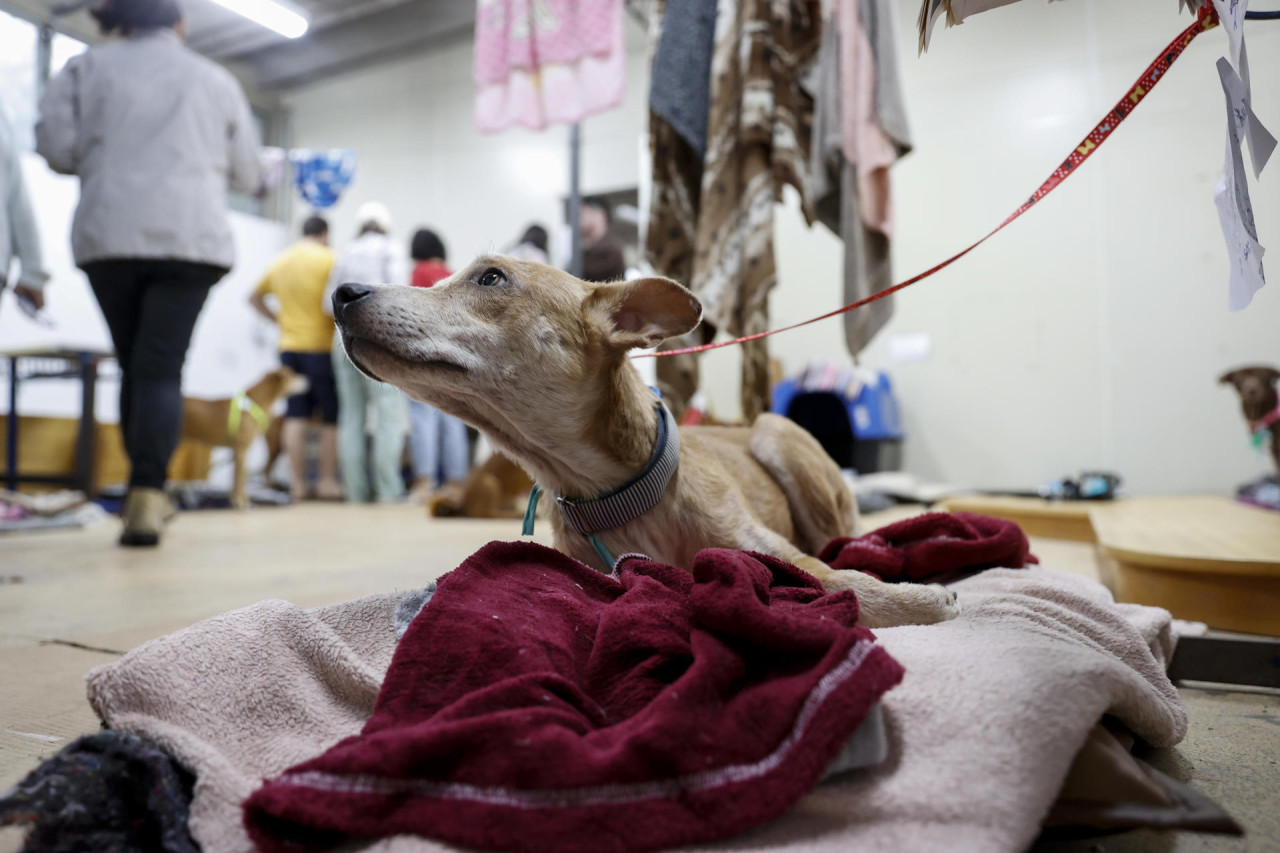 Perros rescatados de la inundación en Brasil. Foto: EFE.