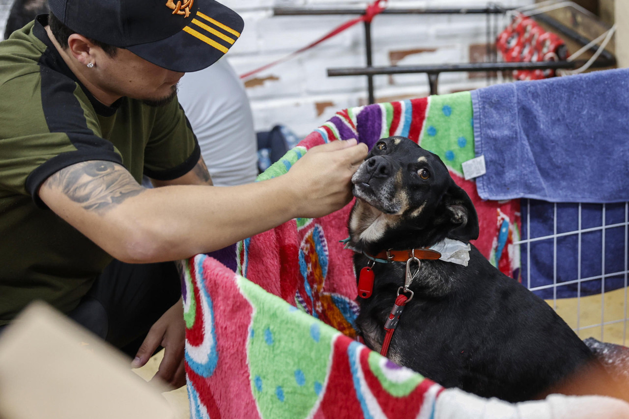 Perros rescatados de la inundación en Brasil. Foto: EFE.