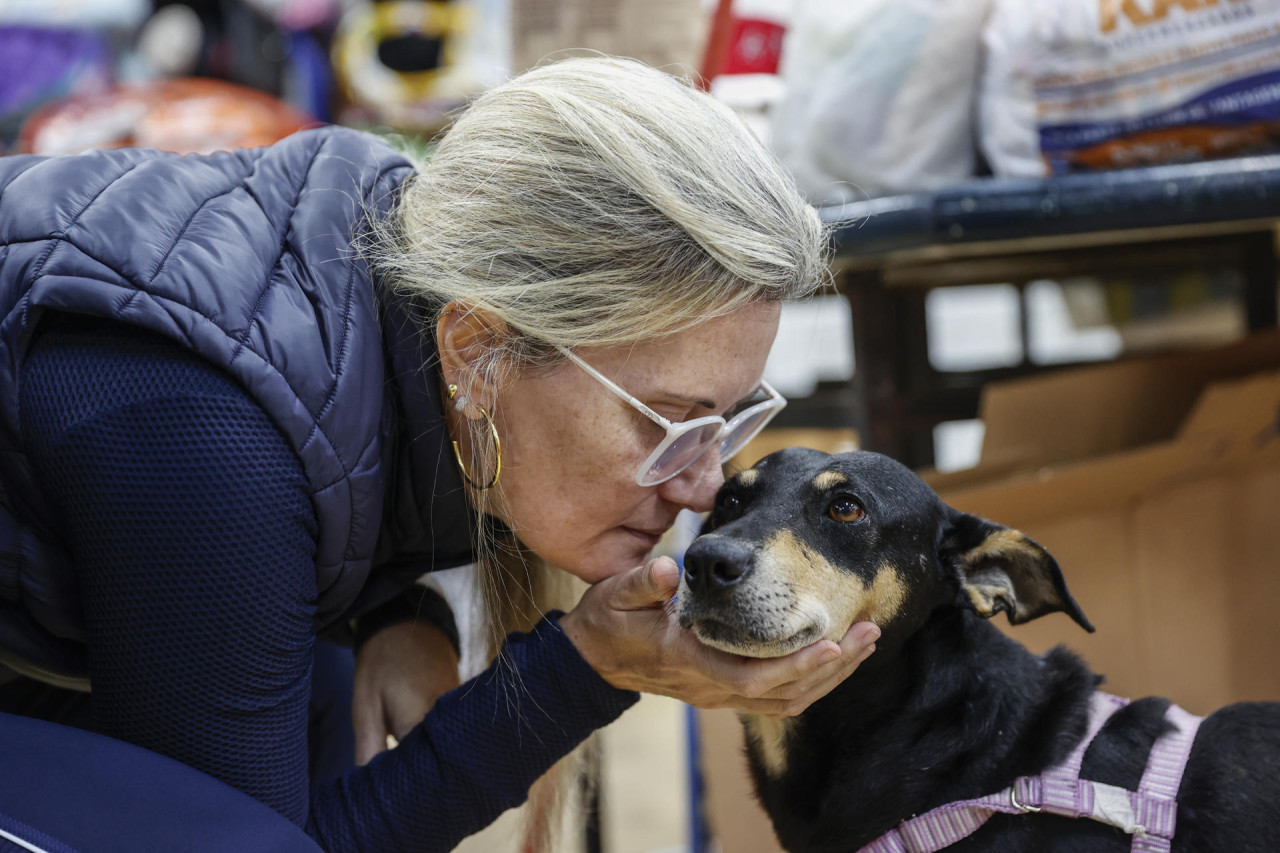 Perros rescatados de la inundación en Brasil. Foto: EFE.