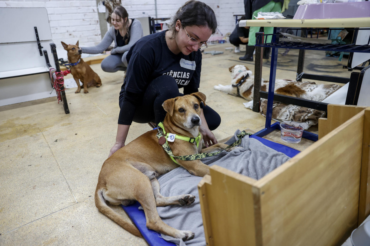 Perros rescatados de la inundación en Brasil. Foto: EFE.