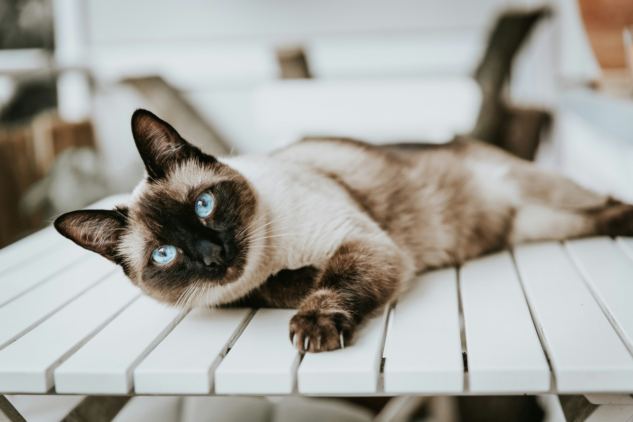 Gato siamés. Foto Unsplash.