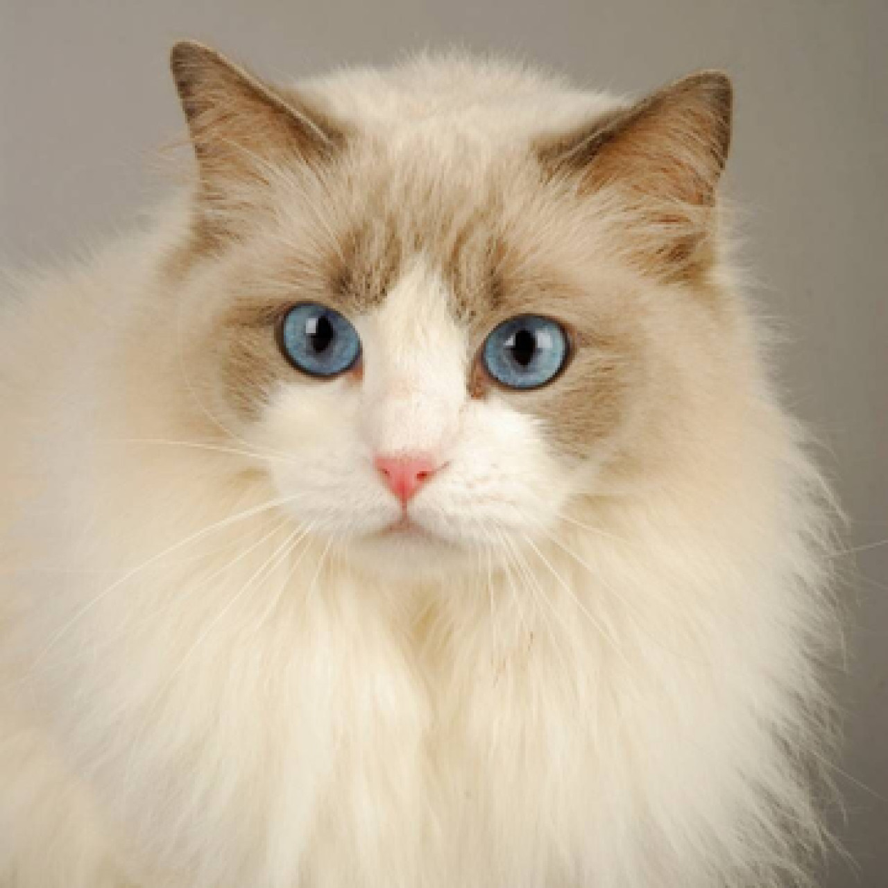 Gato Ragdolls. Foto X.