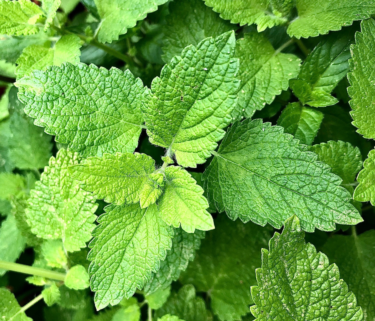 Planta, menta, hogar. Foto Unsplash.