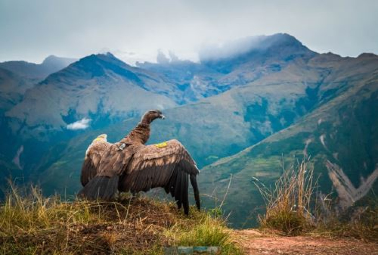 Retorna a naturaleza fr cóndor andino. Foto: andina.pe