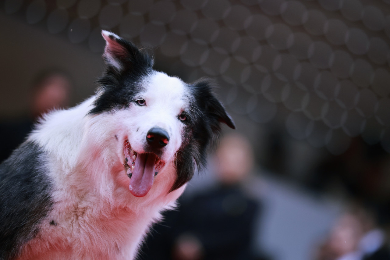 Messi, el perro de la película "Anatomie d