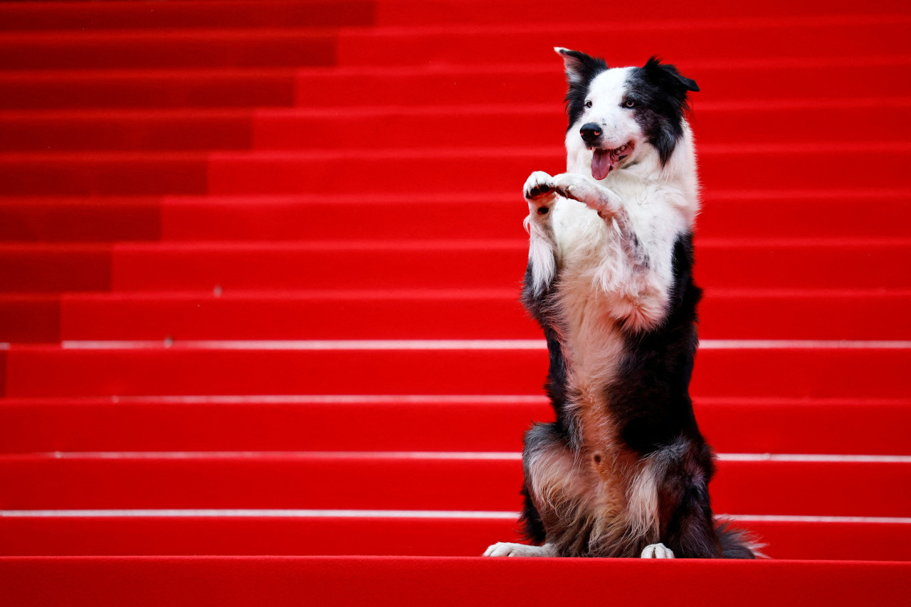 Messi, el perro de la película "Anatomie d