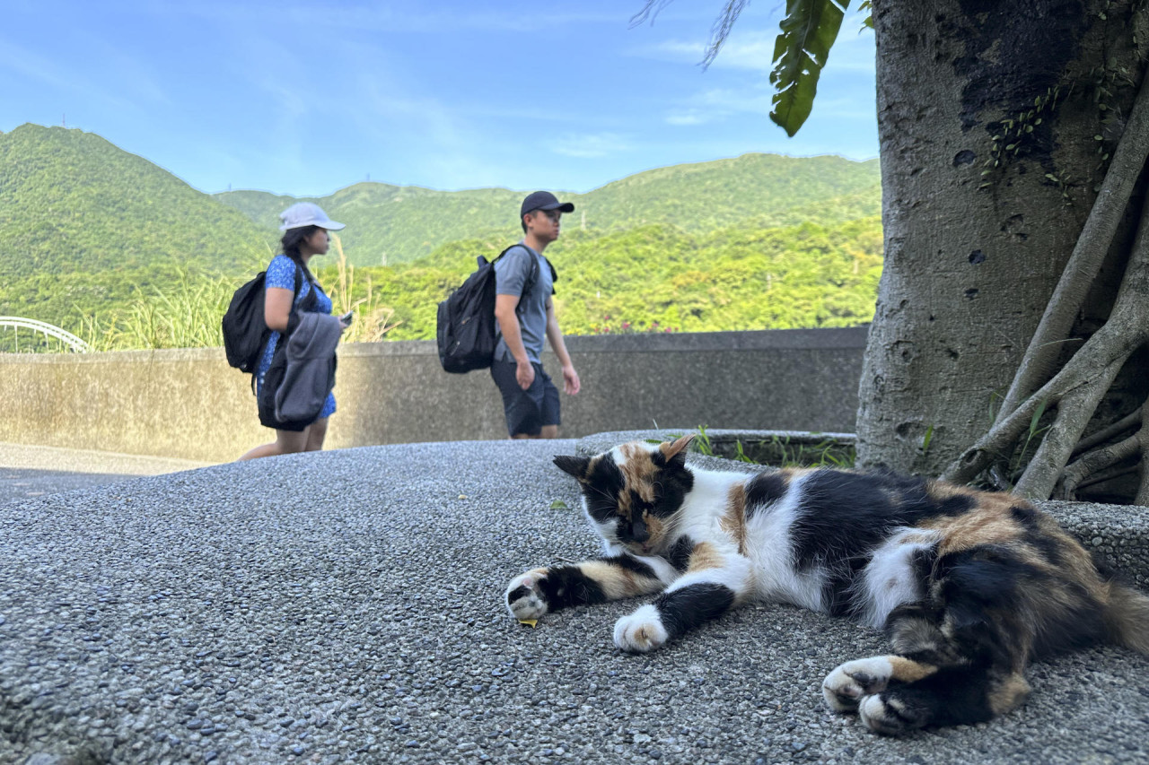 Houtong, el pueblo taiwanés que cambió las minas de carbón por el amor a los gatos. Foto: EFE.