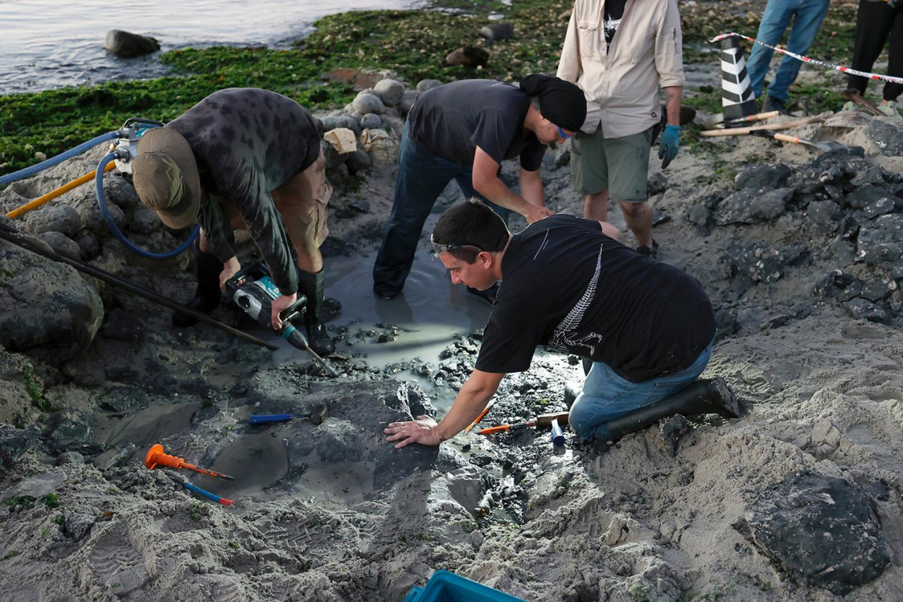 Descubren los restos de un reptil marino de 70 millones de años en la costa chilena. Foto: X/@uchile