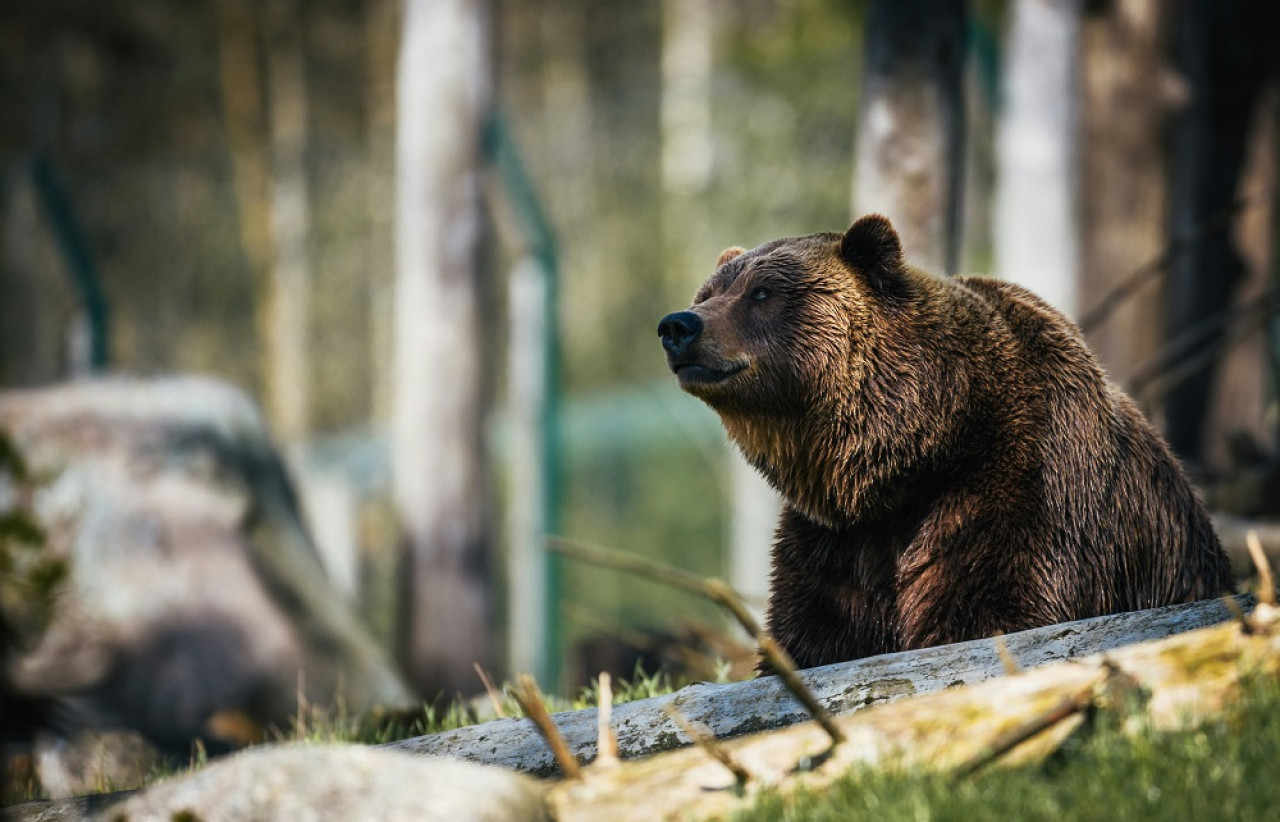 Japón difunde vídeo de un oso atacando a una furgoneta para concienciar a la población. Foto: EFE.