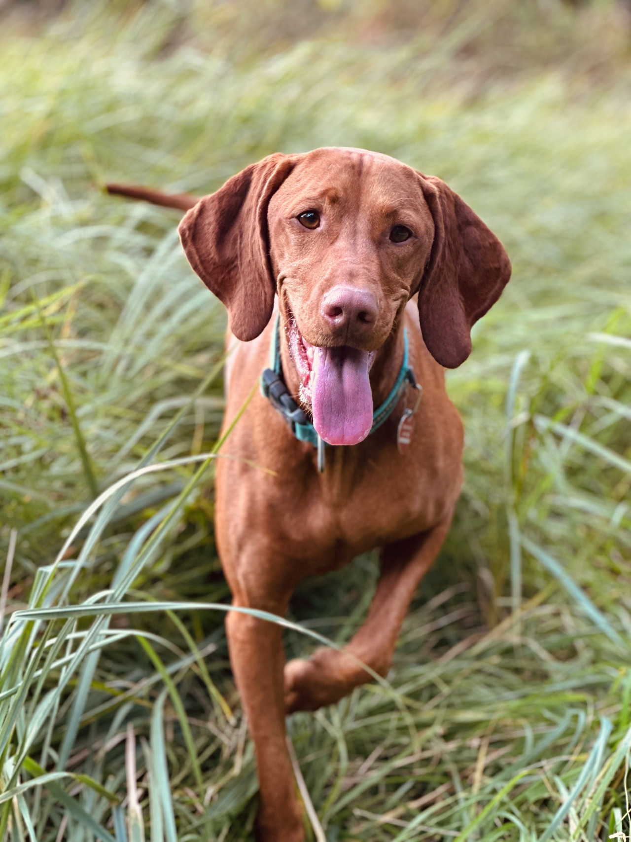 Vizla húngaro. Foto: Unsplash.