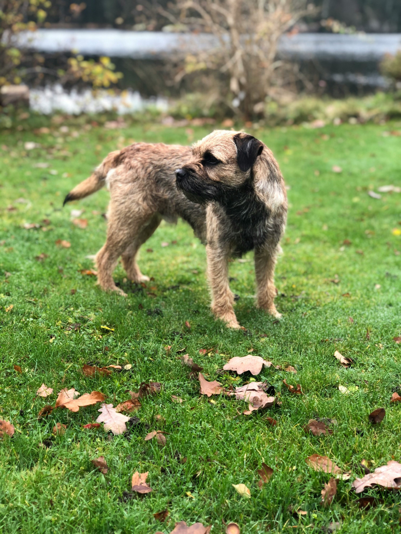 Border terrier. Foto: Unsplash.