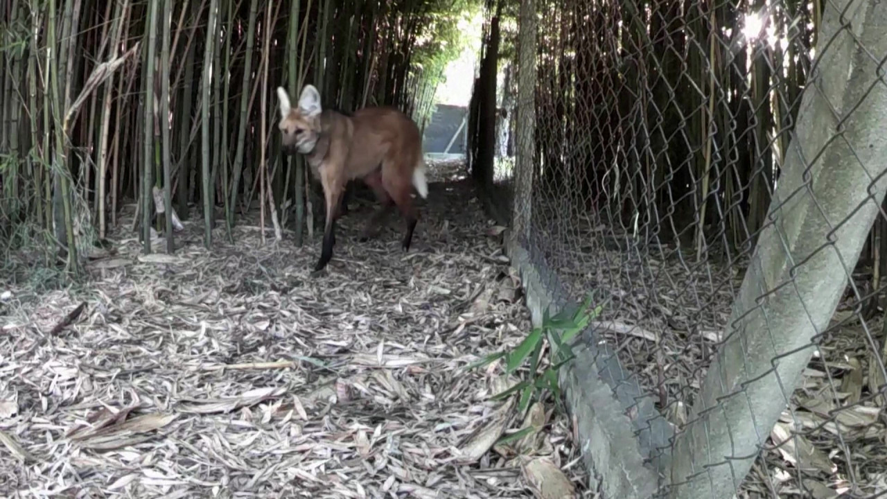 El lobo de crin roja volvió a la naturaleza. Foto: Captura de pantalla, Reuters.