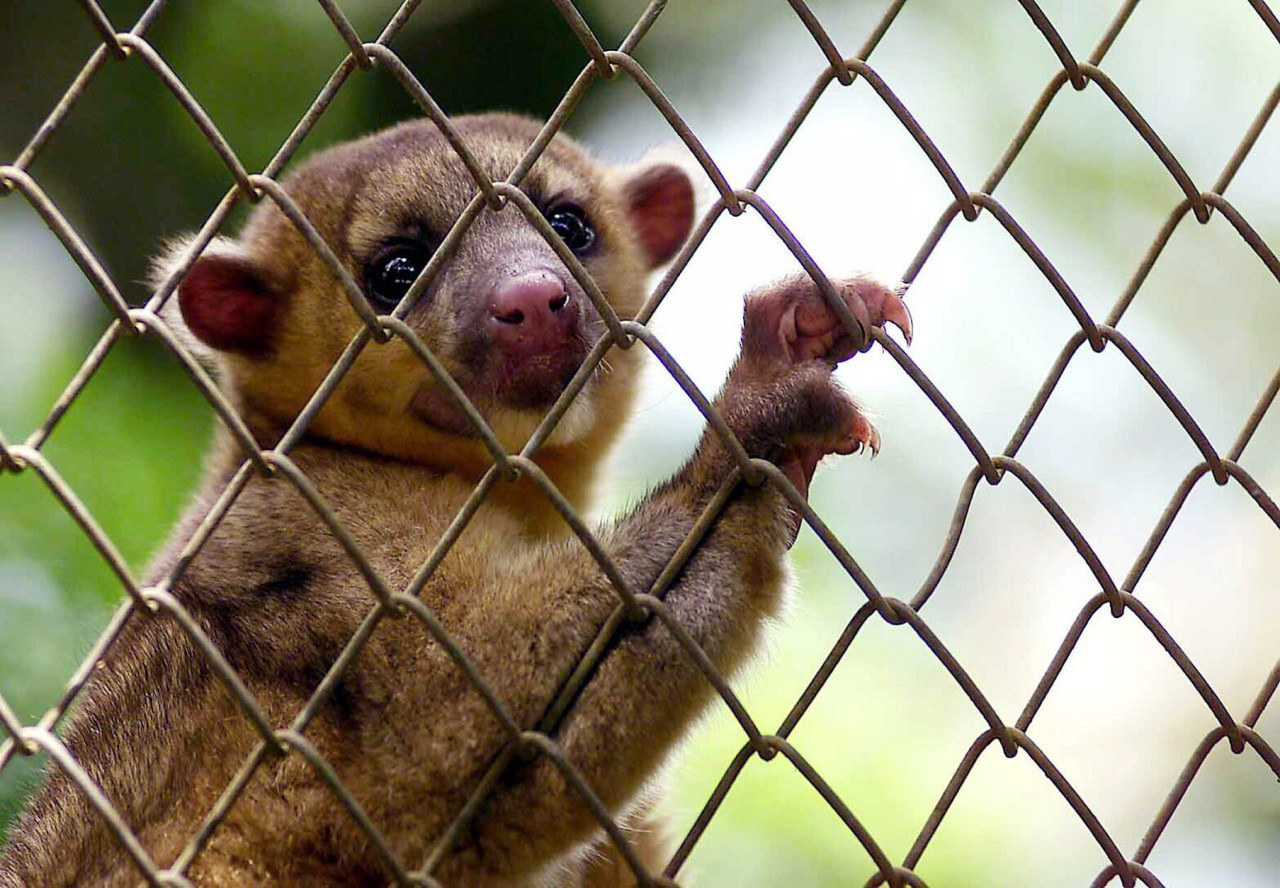 Animales en cautiverio en Costa Rica. Foto: EFE