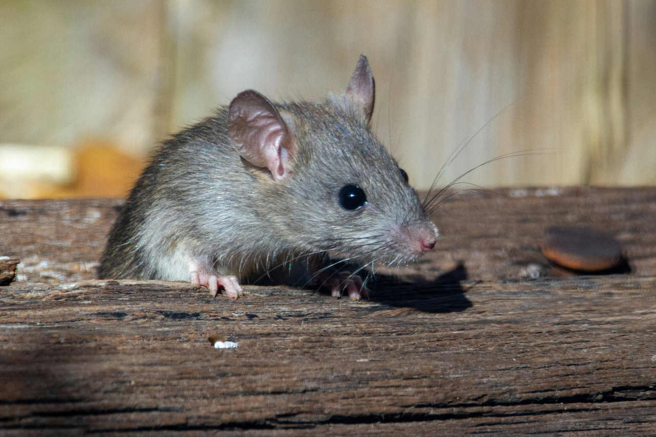 Rata, animal. Foto Unsplash.