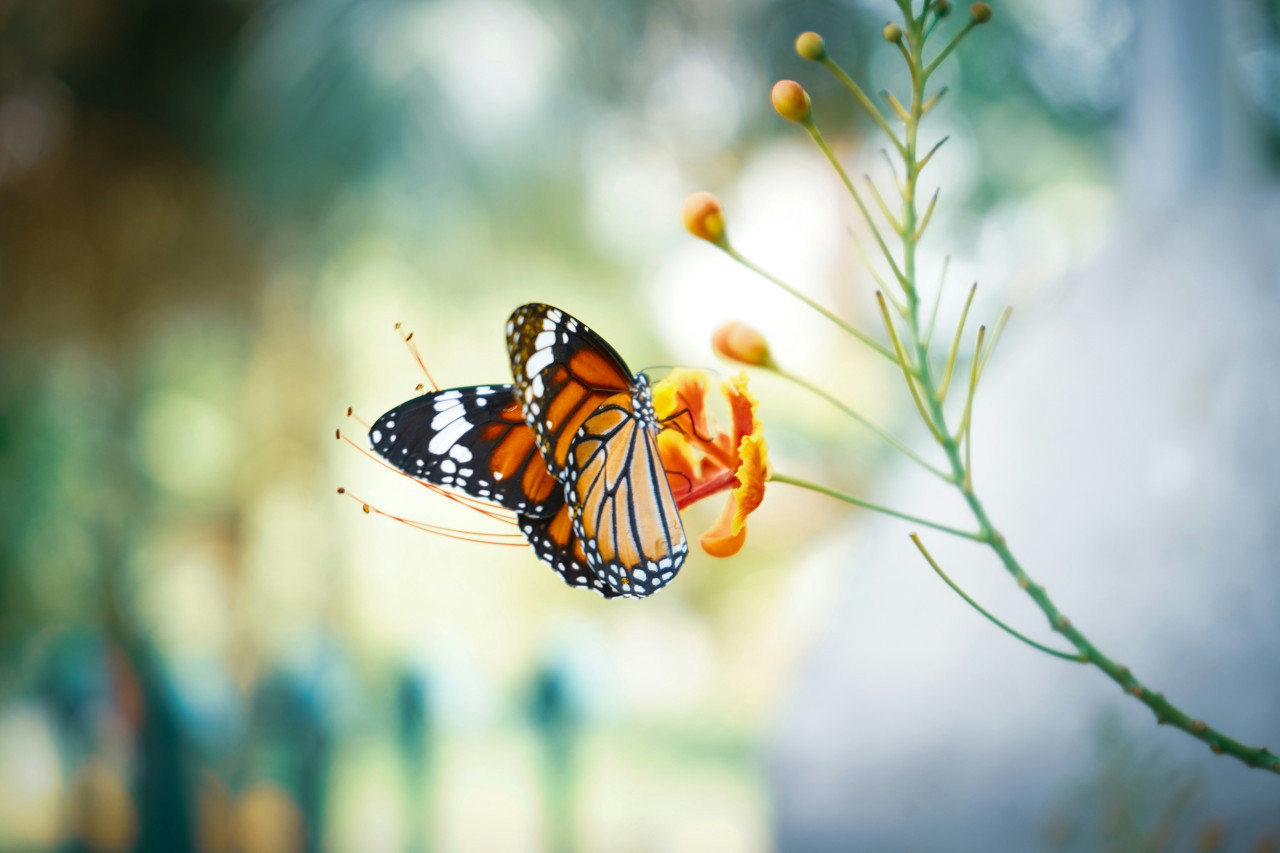 Mariposa. Foto: Unsplash