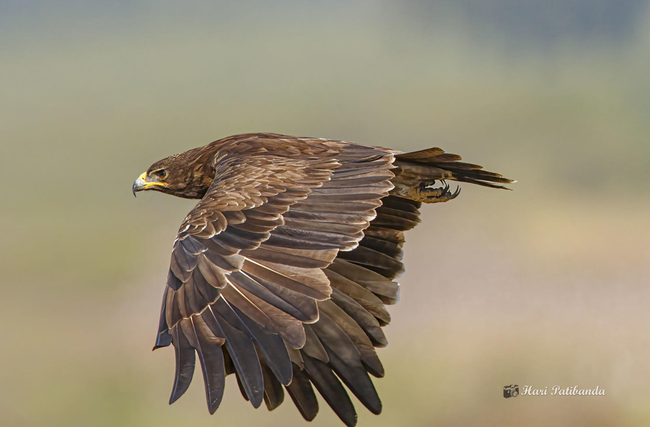 Aves en peligro. Foto: EFE