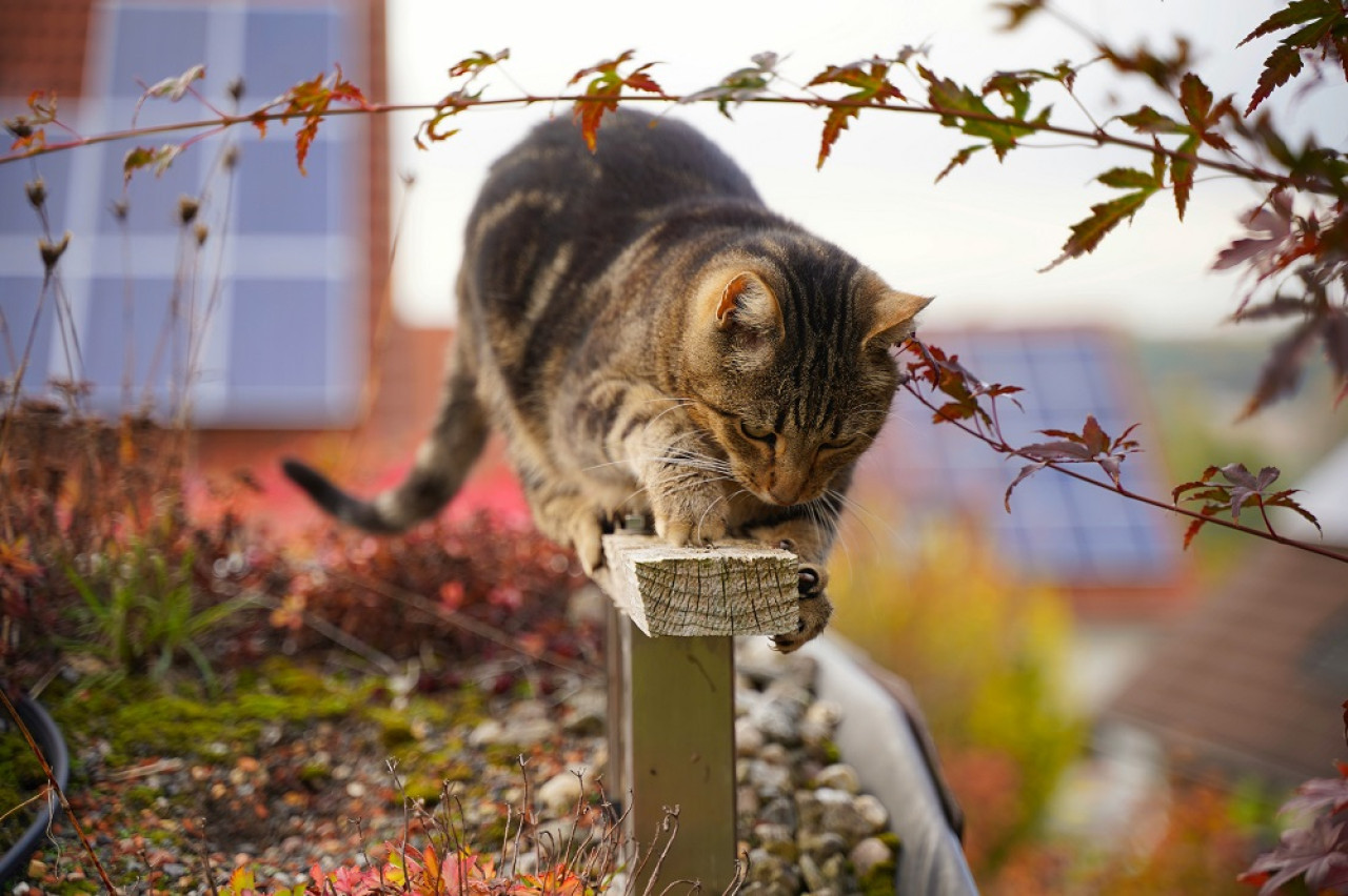 Gatos, mascotas. Foto: Unsplash.