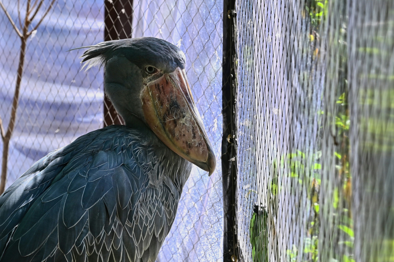 cigüeña picozapato. Foto: Unsplash