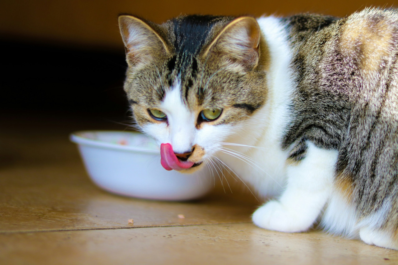 Gato, gatos, felino, comida. Foto Unsplash.