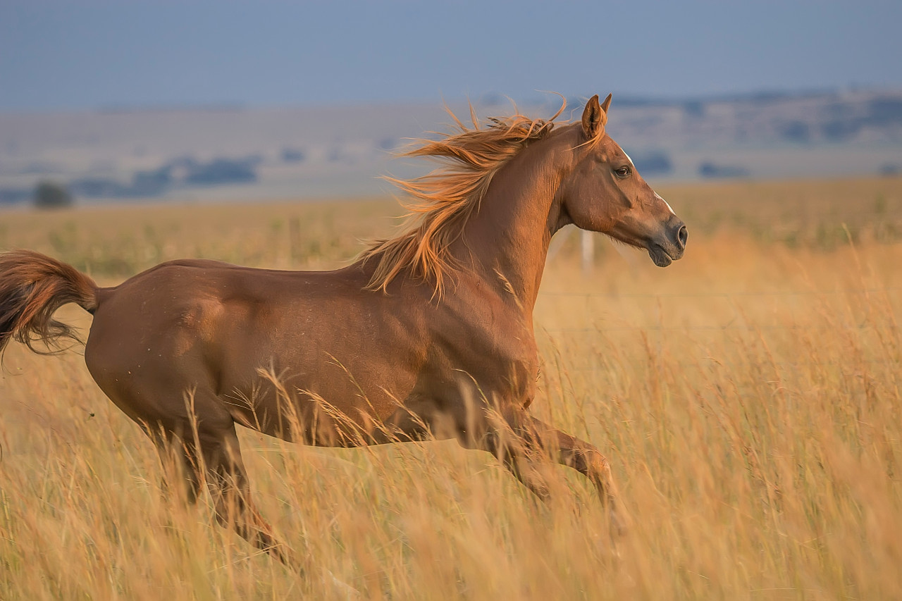 Caballo. Foto: Unsplash.