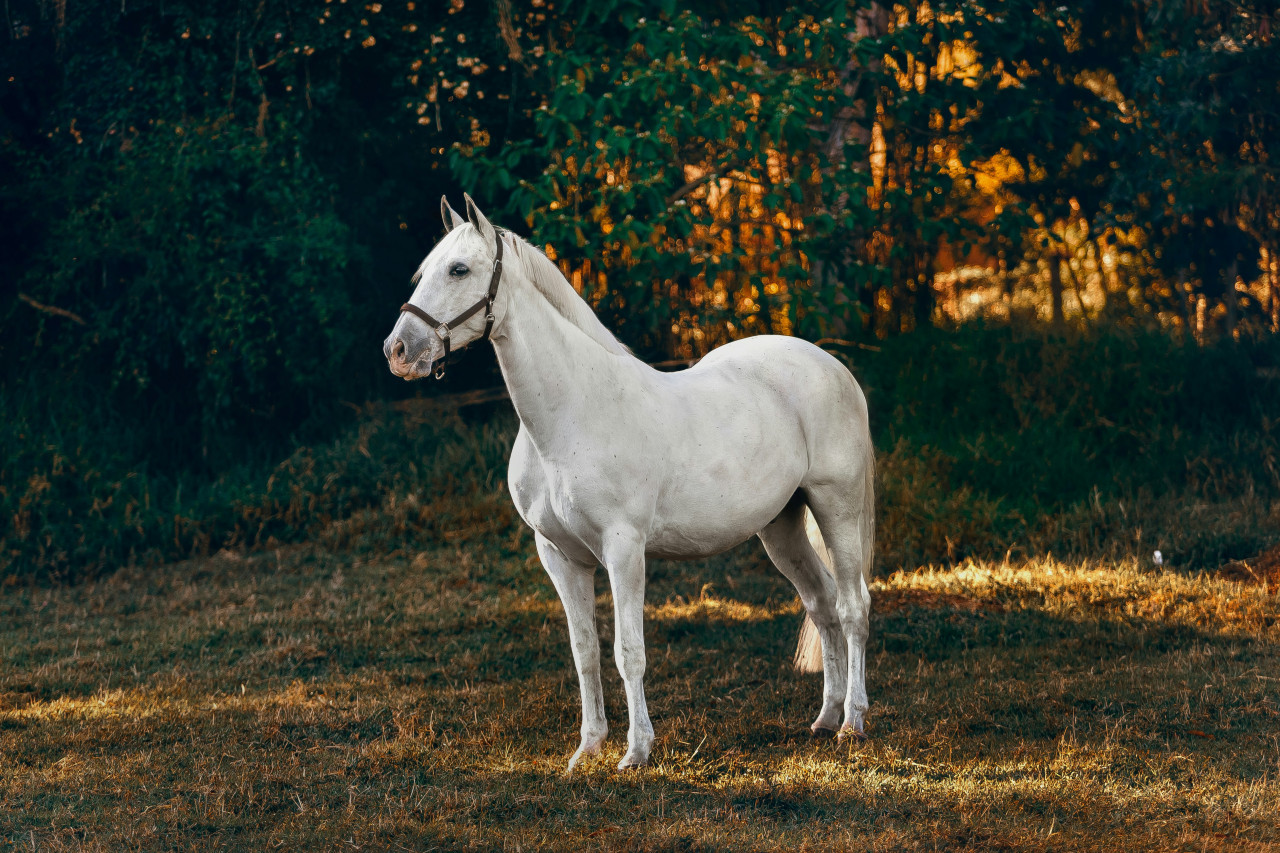 Caballo. Foto: Unsplash.