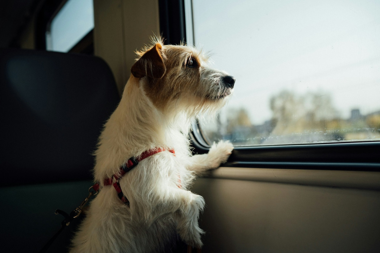 Hay varios consejos a tener en cuenta a la hora de viajar con tu perro en auto. Foto: Unsplash