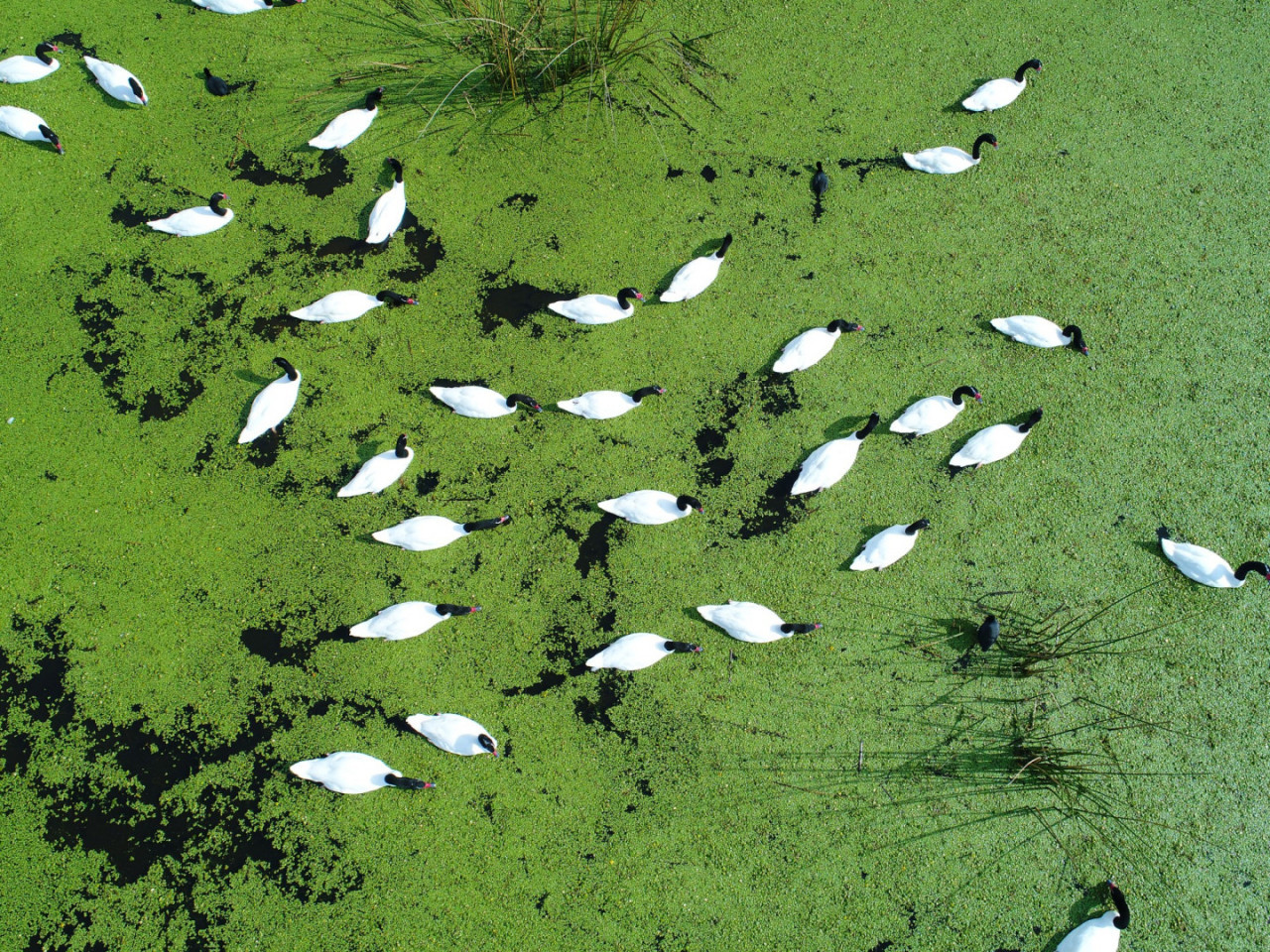 Parque Nacional Ciervo de los Pantanos. Foto: Argentina.gob